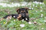 BERGER ALLEMAND 1067